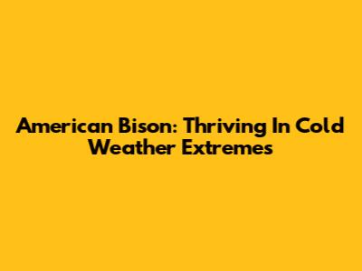 American Bison: Thriving In Cold Weather Extremes