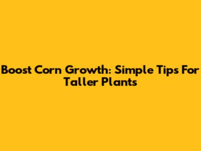 Boost Corn Growth: Simple Tips For Taller Plants
