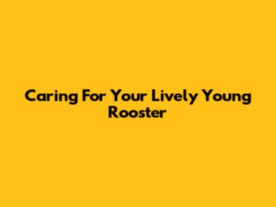 Caring For Your Lively Young Rooster