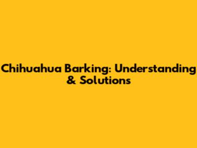 Chihuahua Barking: Understanding & Solutions