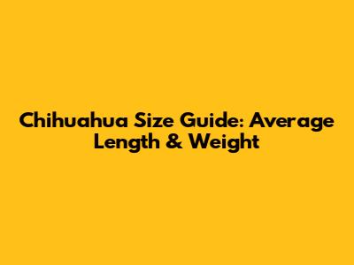 Chihuahua Size Guide: Average Length & Weight