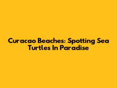 Curacao Beaches: Spotting Sea Turtles In Paradise