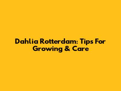 Dahlia Rotterdam: Tips For Growing & Care