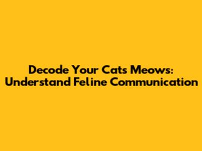 Decode Your Cat's Meows: Understand Feline Communication