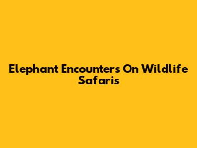 Elephant Encounters On Wildlife Safaris