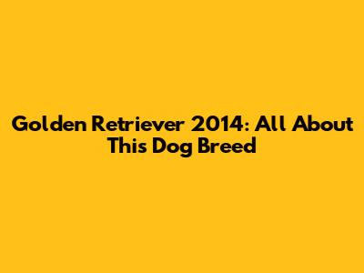 Golden Retriever 2014: All About This Dog Breed