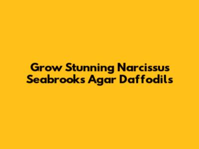 Grow Stunning Narcissus 'Seabrook's Agar' Daffodils