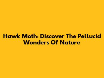 Hawk Moth: Discover The Pellucid Wonders Of Nature