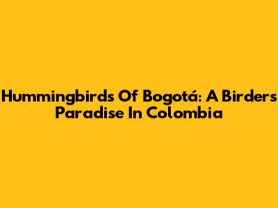 Hummingbirds Of Bogotá: A Birder's Paradise In Colombia
