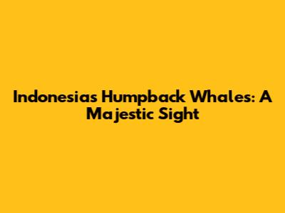 Indonesia's Humpback Whales: A Majestic Sight