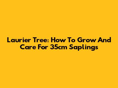 Laurier Tree: How To Grow And Care For 35cm Saplings