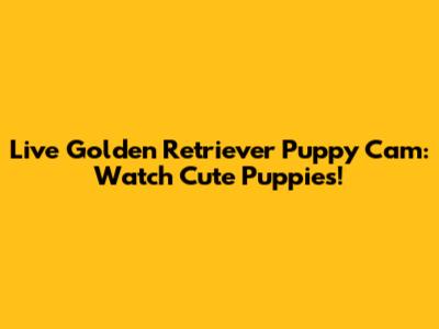 Live Golden Retriever Puppy Cam: Watch Cute Puppies!