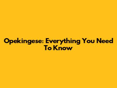 Opekingese: Everything You Need To Know