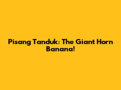Pisang Tanduk: The Giant Horn Banana!