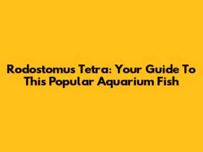Rodostomus Tetra: Your Guide To This Popular Aquarium Fish
