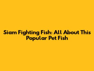 Siam Fighting Fish: All About This Popular Pet Fish