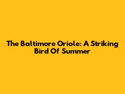 The Baltimore Oriole: A Striking Bird Of Summer
