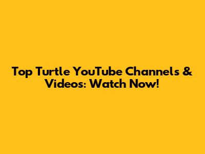 Top Turtle YouTube Channels & Videos: Watch Now!